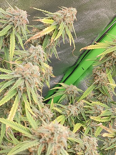 Growreport Bild 48