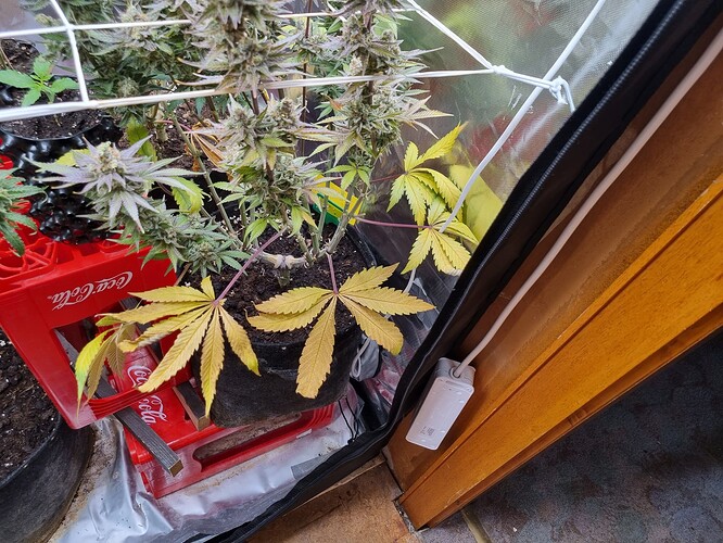 Growreport Bild 1