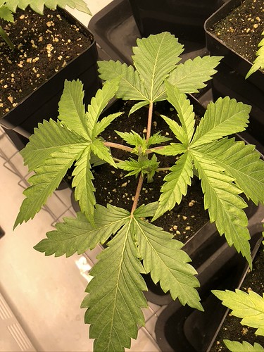 Growreport Bild 11