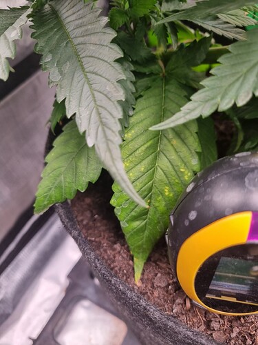 Growreport Bild 36