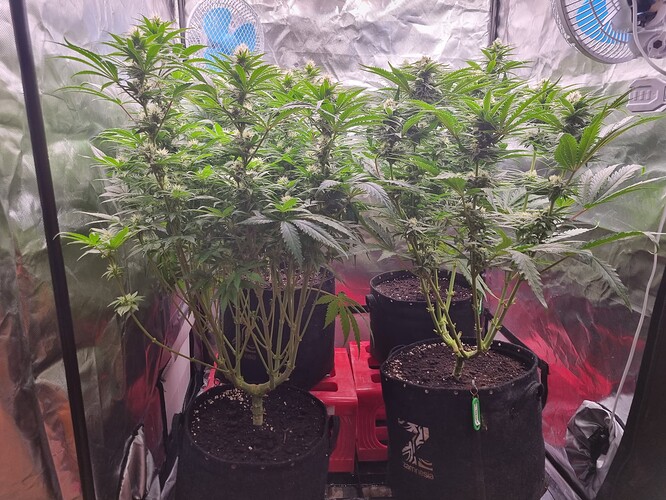 Growreport Bild 29