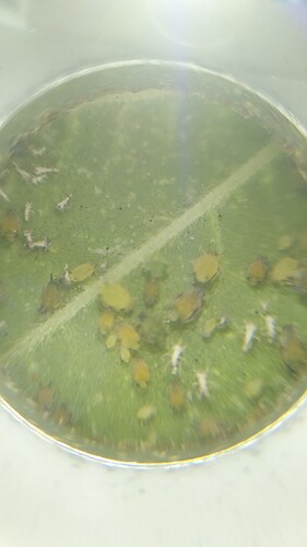Growreport Bild 3