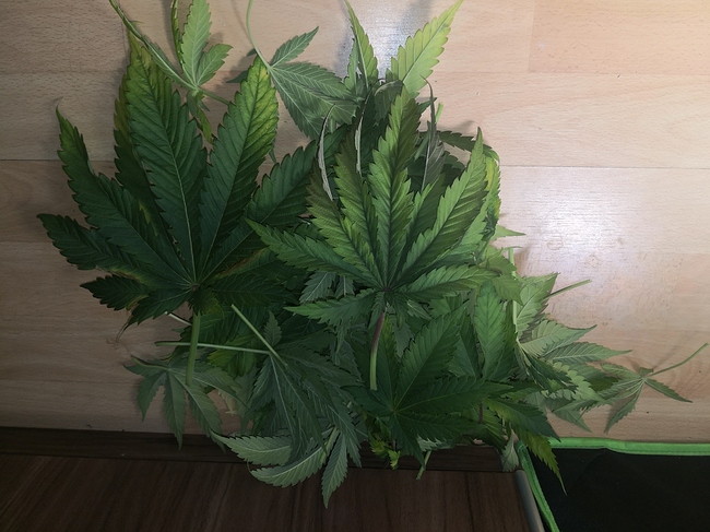 Growreport Bild 3