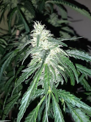 Growreport Bild 3