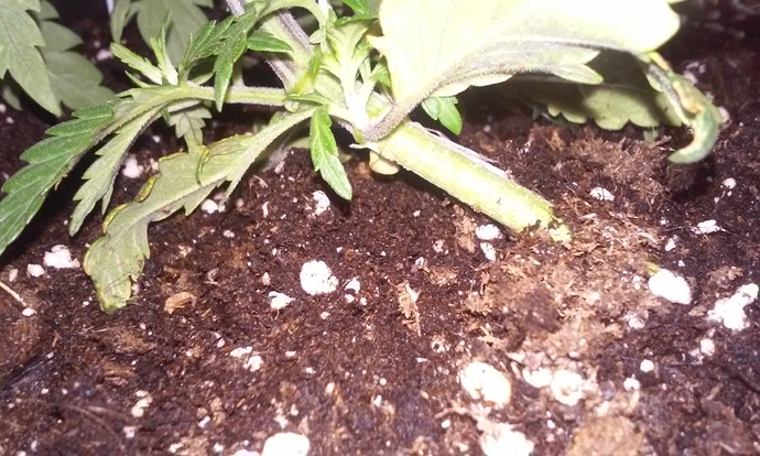 Growreport Bild 5