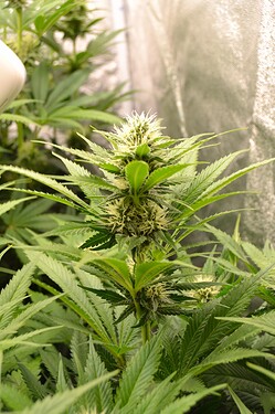 Growreport Bild 5