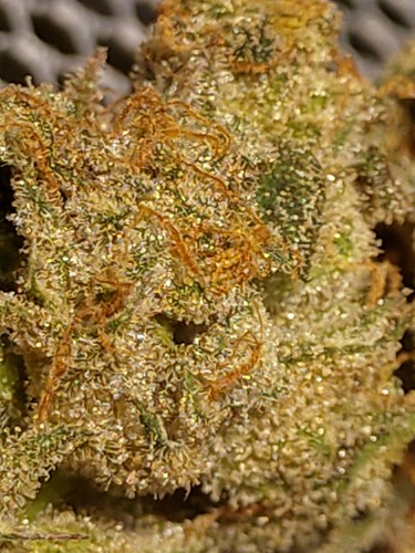Growreport Bild 4