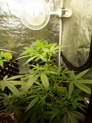Growreport Bild 11