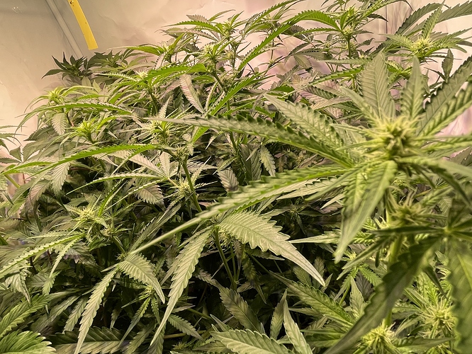 Growreport Bild 7
