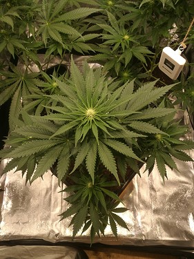 Growreport Bild 7