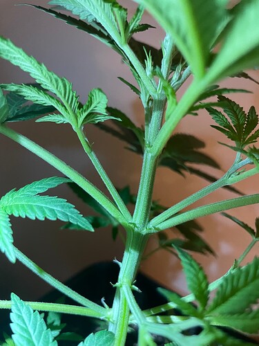 Growreport Bild 2