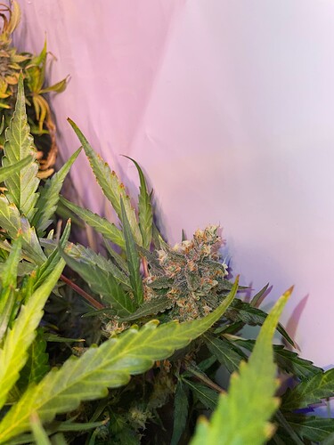 Growreport Bild 6