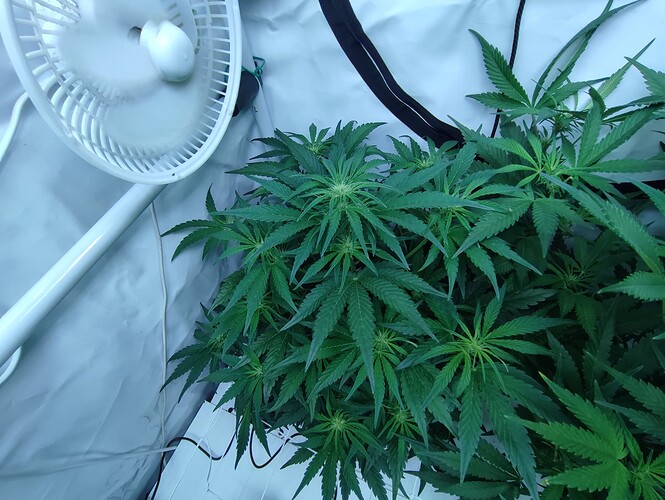 Growreport Bild 62