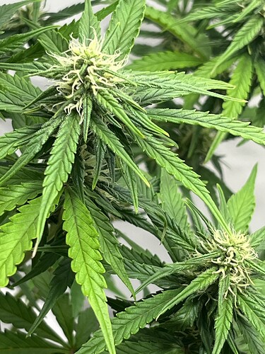 Growreport Bild 5