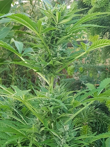 Growreport Bild 1