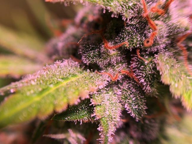 Growreport Bild 2
