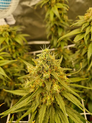 Growreport Bild 28