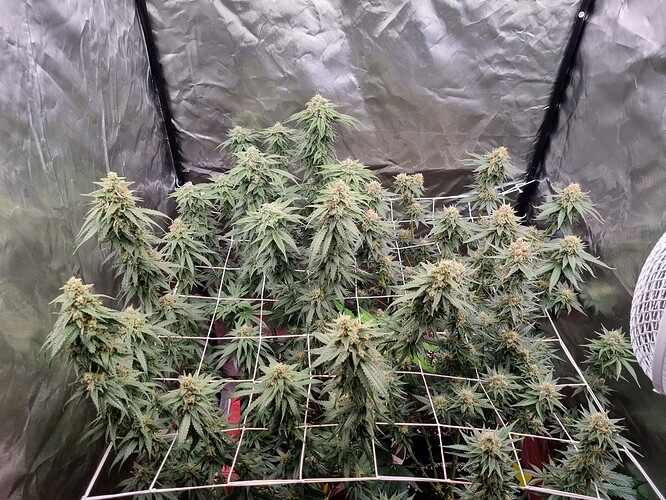 Growreport Bild 22