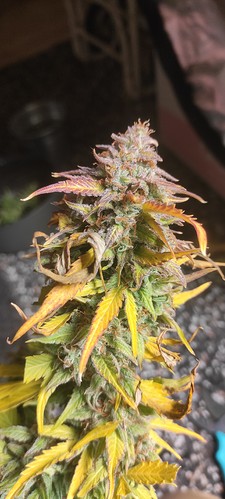 Growreport Bild 9