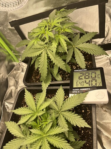 Growreport Bild 32