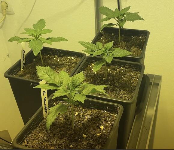 Growreport Bild 16