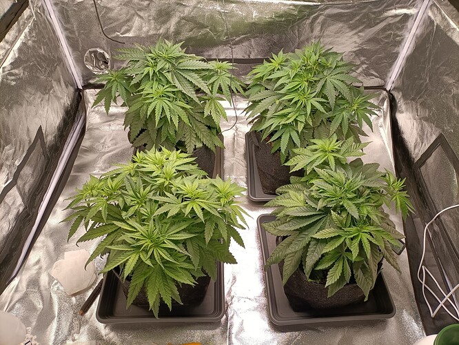 Growreport Bild 1