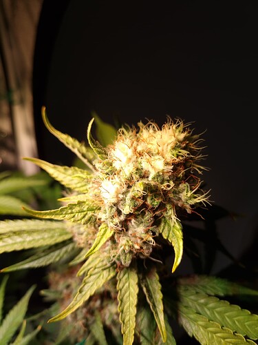 Growreport Bild 1