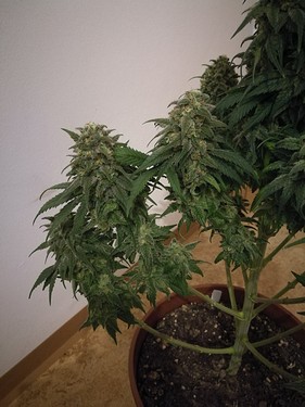 Growreport Bild 20
