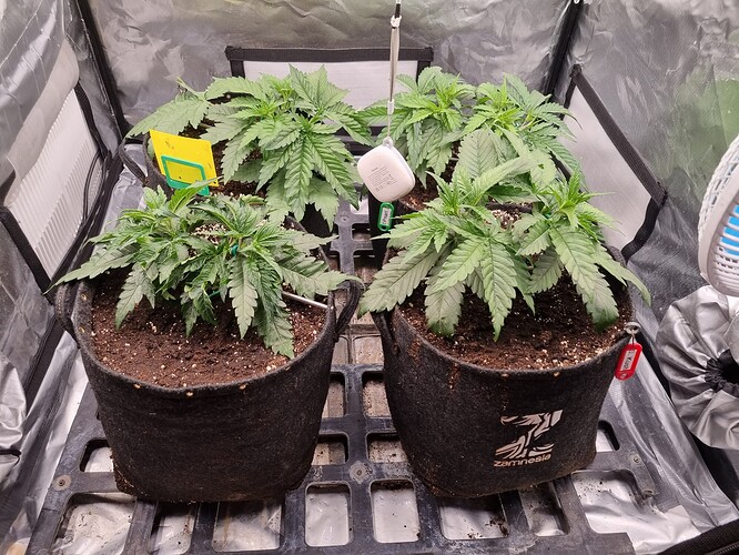 Growreport Bild 29