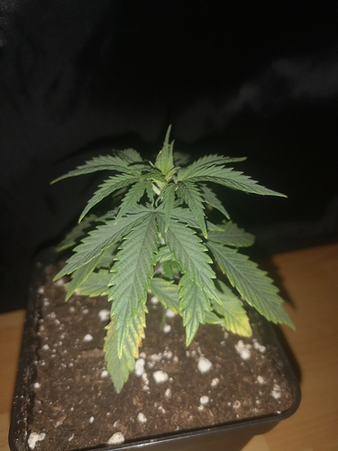 Growreport Bild 5
