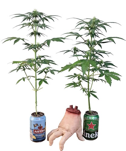 Growreport Bild 1