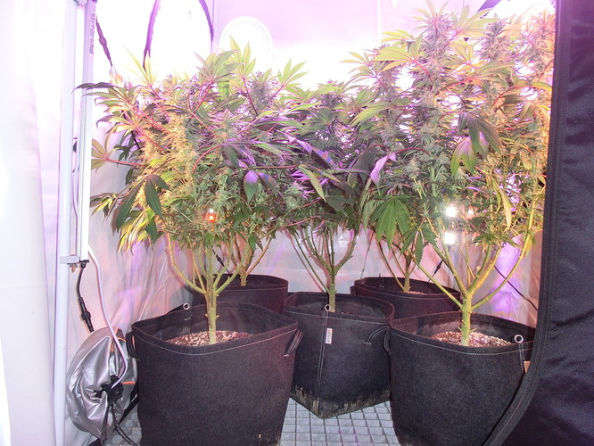 Growreport Bild 3