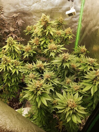 Growreport Bild 1