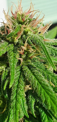 Growreport Bild 19