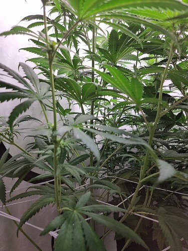Growreport Bild 89