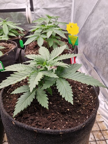 Growreport Bild 47
