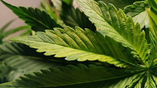Growreport Bild 14