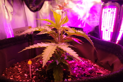 Eine junge Cannabispflanze in einem Stofftopf unter LED-Beleuchtung.
