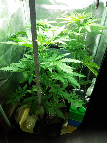Growreport Bild 15