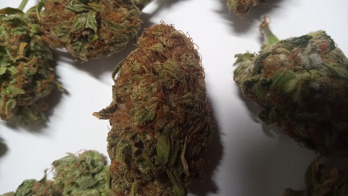 Growreport Bild 2