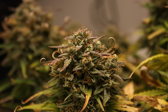 Growreport Bild 19