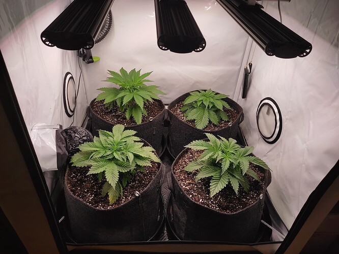 Growreport Bild 4