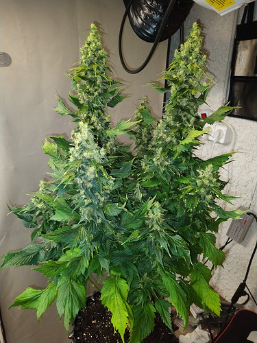 Growreport Bild 11