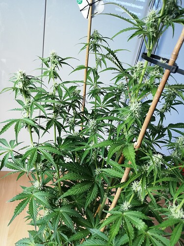Growreport Bild 53