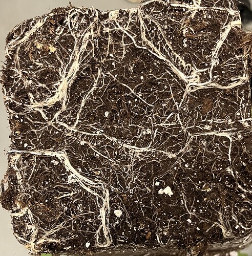 Growreport Bild 2