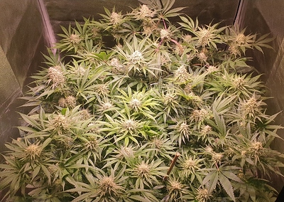 Growreport Bild 1