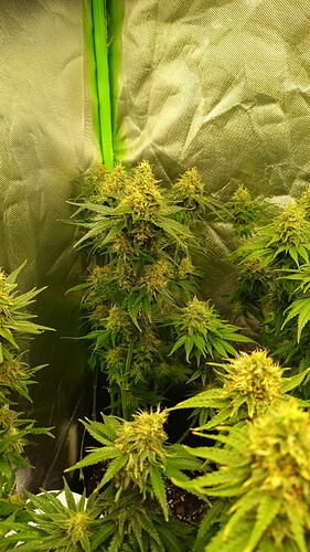 Growreport Bild 13