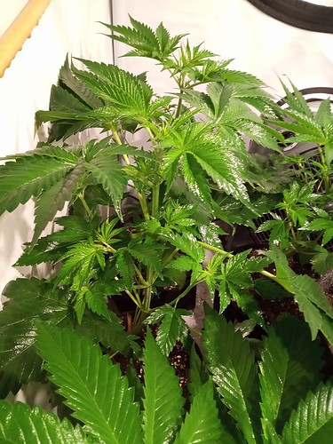Growreport Bild 18