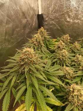 Growreport Bild 11
