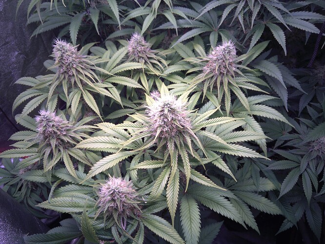 Growreport Bild 10
